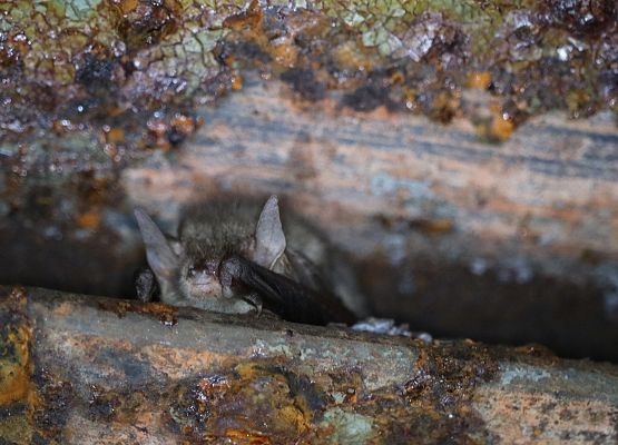 Gacek brunatny - ma największe uszy ze wszystkich nietoperzy europejskich, ale w czasie hibernacji chowa je pod skrzydła (fot. AZ)