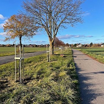 Nowe nasadzenia drzew w Błądzikowie! Grafika Nowe nasadzenia drzew w Błądzikowie!